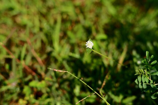 Eine einzelne weiße Blume ist im Gras.