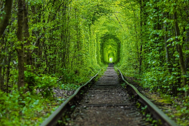 Eine Eisenbahn im Frühlingswald Tunnel der Liebe