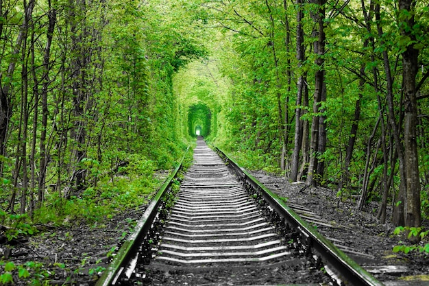 Eine Eisenbahn im Frühlingswald Tunnel der Liebe