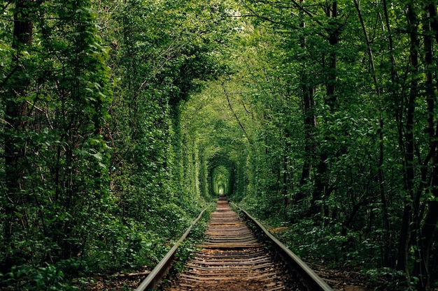 Eine Eisenbahn im Frühlingswaldtunnel der Liebe