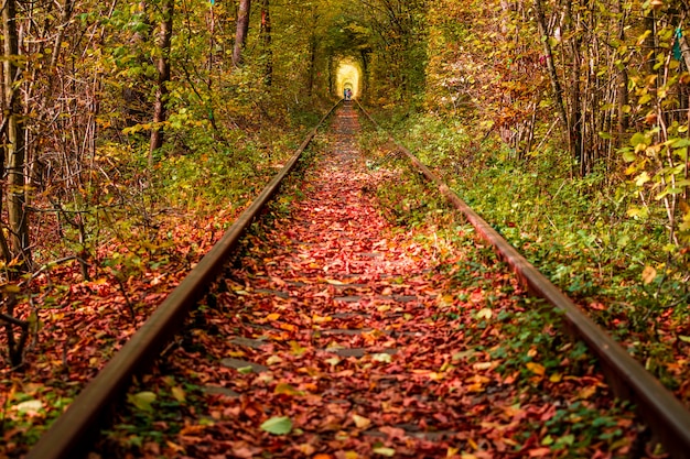 Eine Eisenbahn im Herbstwaldtunnel der Liebe