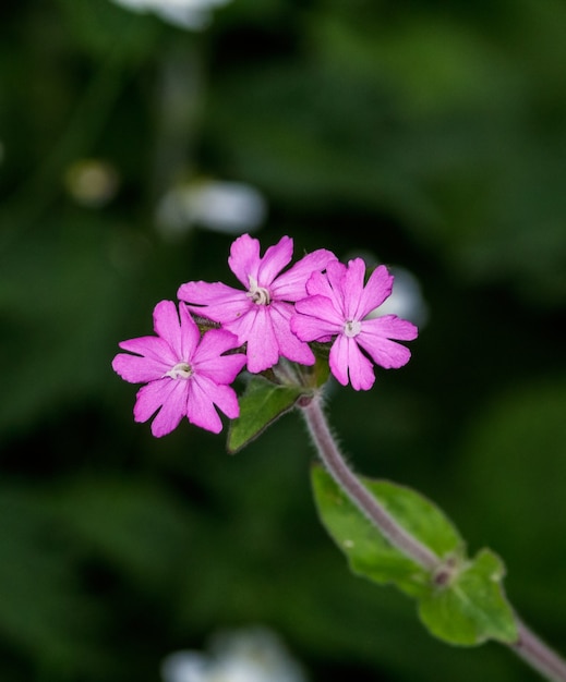 eine Eisenkrautblüte mit dunklem Hintergrund