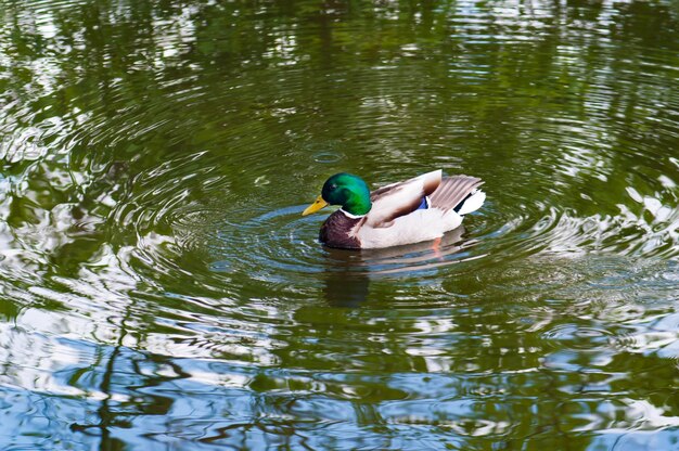 Eine Ente, die in einem Teich mit dem Wort Ente schwimmt