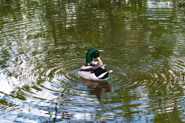 Eine Ente, die in einem Teich mit dem Wort Ente schwimmt