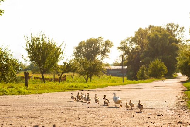 Eine Ente führt ihre Entenküken über die Straße. Mutter Ente mit kleinen Entenküken.