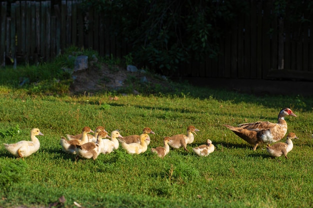 Eine Ente führt ihre Entenküken über die Straße