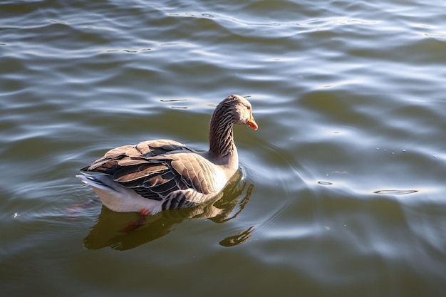 Eine Ente im Wasser