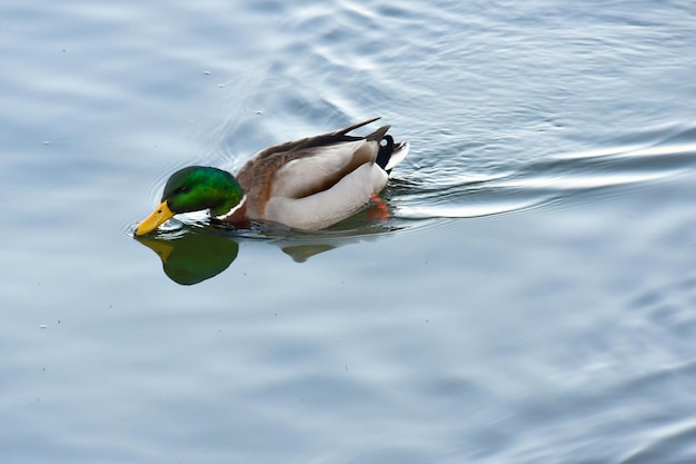 Eine Ente im Wasser