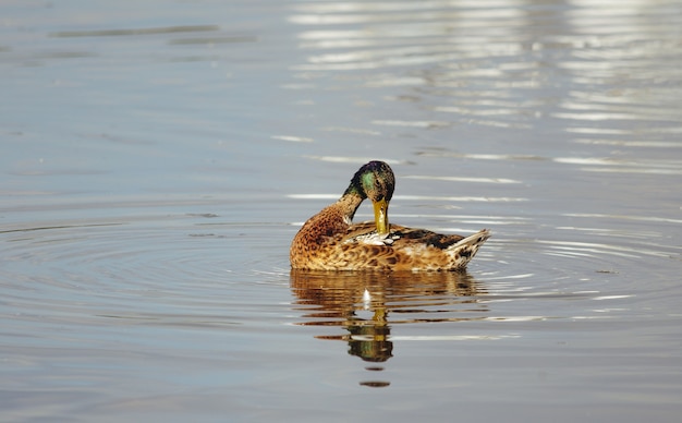 Eine Ente in einem Teich reinigt ihre Federn