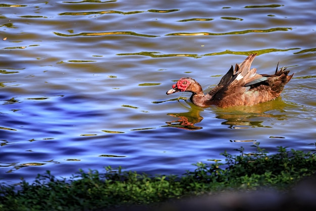 Eine Ente mit roten Augen schwimmt im Wasser.