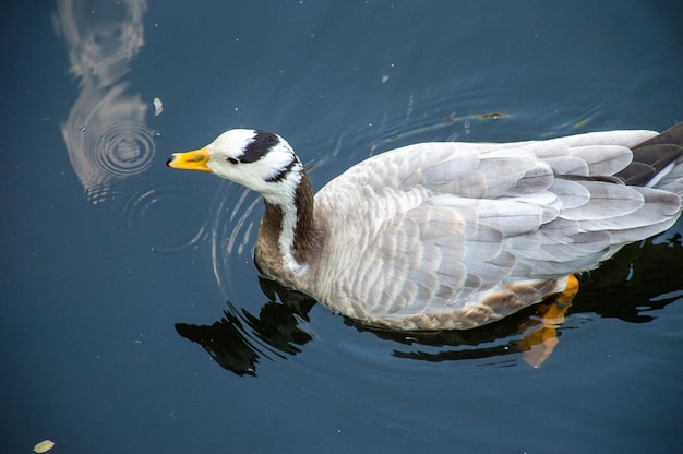 Eine Ente mit schwarz-weißem Kopf schwimmt in einem Teich