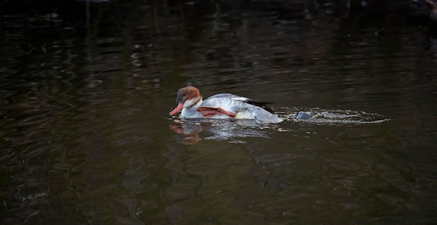 Eine Ente schwimmt im Wasser