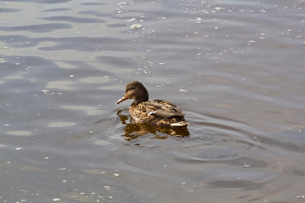 Eine Ente schwimmt im Wasser