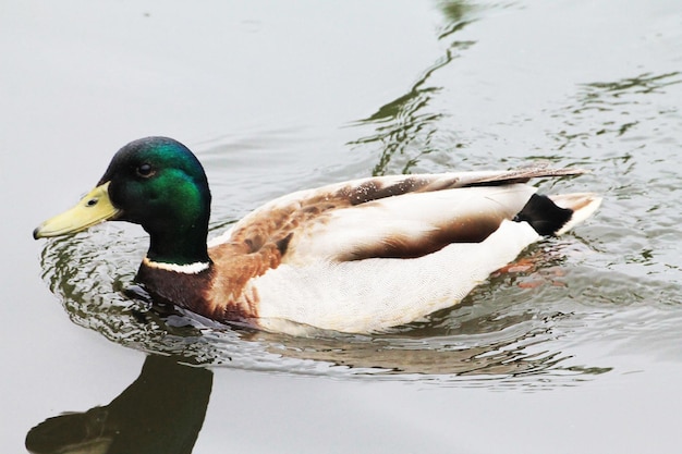 Eine Ente schwimmt in den Strahlen der aufgehenden Sonne um den See