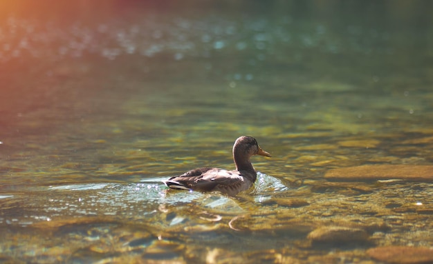 Eine Ente schwimmt in einem Bergsee Konzept eines friedlichen und ruhigen Urlaubs in den Bergen Europas