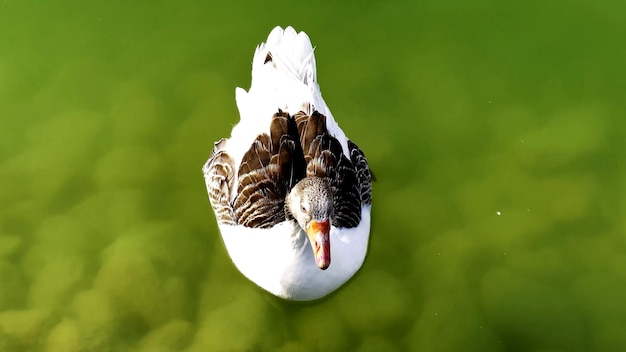 Eine Ente schwimmt in einem Fluss