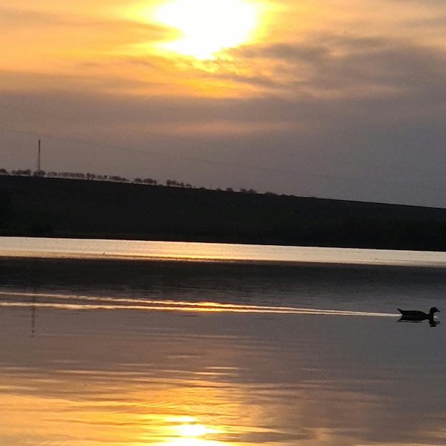 Eine Ente schwimmt in einem See, hinter dem die Sonne untergeht.