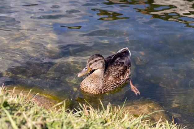 eine Ente schwimmt in einem Teich mit einer Reflexion des Himmels im Wasser