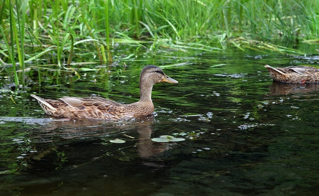 Eine Ente schwimmt in einem Teich mit hohem Gras im Hintergrund