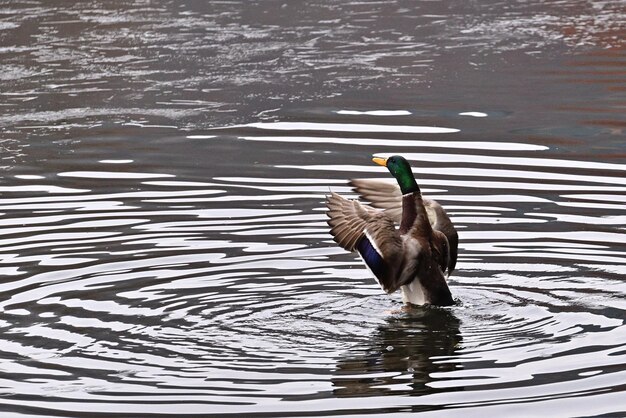 Eine Ente schwimmt mit ausgebreiteten Flügeln im Wasser.