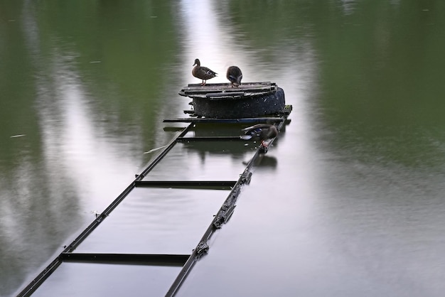 Eine Ente sitzt auf einem Holzschild im See. Morgenstille