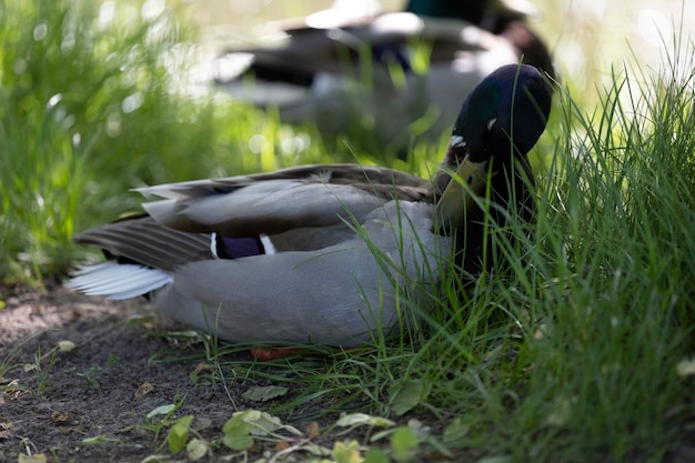 Eine Ente sitzt im Gras und trägt das Wort Ente darauf.