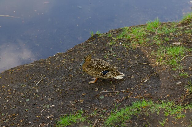 Eine Ente steht auf einem Feldweg neben einem Gewässer.