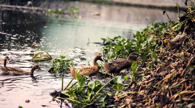 Eine Ente und ihre Küken schwimmen in einem Teich.