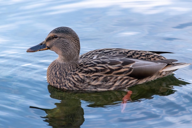 Eine Ente von der Seite mit grünem Kopf, der den See schwimmt