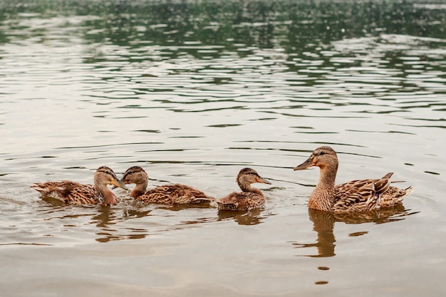 Eine Entenmutter und ihre drei Entenküken schwimmen in einem Teich. Foto in hoher Qualität