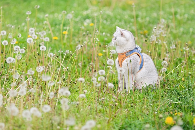 Eine entzückende weiße britische Katze sitzt im Frühling mit weißem Löwenzahn auf dem Gras