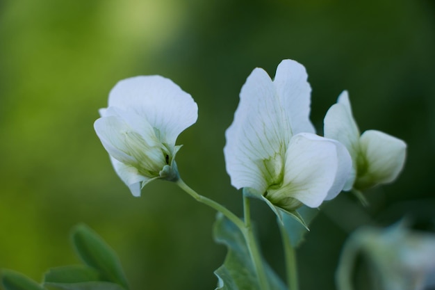 Eine Erbsenpflanze mit weißen Blüten im Hintergrund