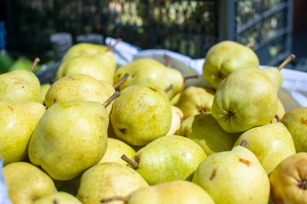 Eine Ernte gelber reifer Birnen liegt auf dem Tisch unter der Sonne