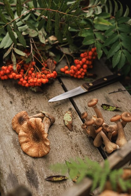 Eine Ernte verschiedener essbarer roher Sommer- und Herbstpilze, Messer und Zweige roter Vogelbeeren