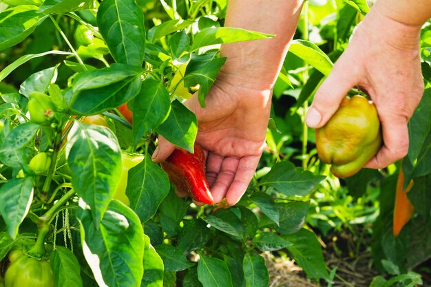 Eine erwachsene Frau sammelt Paprika aus den im Garten angebauten Büschen.