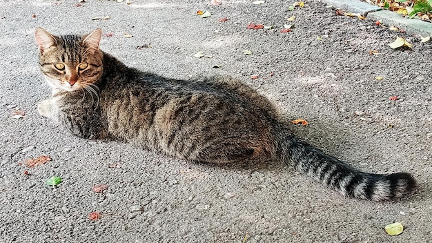 Eine erwachsene graue Katze sitzt auf dem Bürgersteig Das Aussehen eines Raubtiers