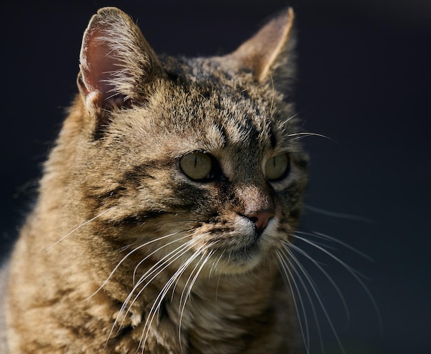 Eine erwachsene Straßenkatze entspannt sich an einem sonnigen Tag in der Natur