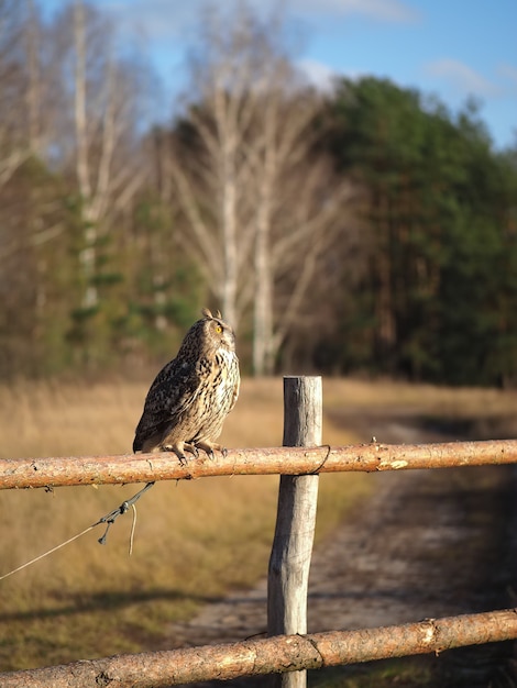 Eine Eule sitzt auf einem Holzzaun auf einem Feld