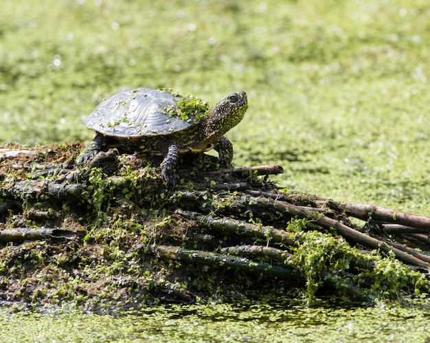 Seite 2 Sumpfschildkröte Bilder Kostenloser Download auf Freepik