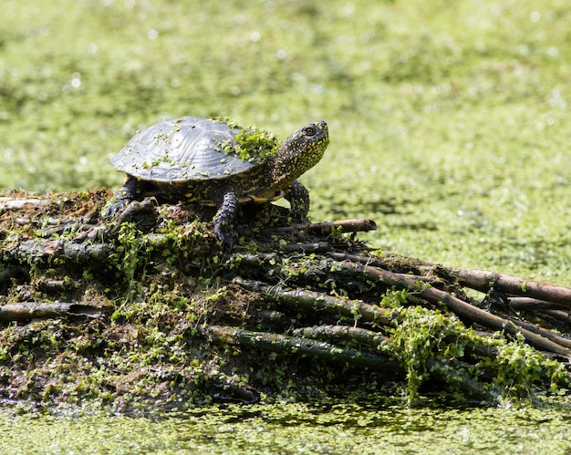 Eine europäische Sumpfschildkröte, die sich auf einer Schilfinsel mitten im Teich in der Sonne aalt