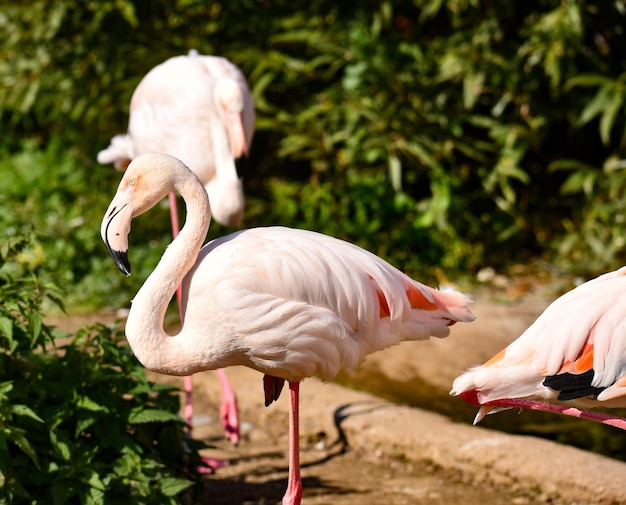 Eine Familie rosafarbener Flamingos, die sich in der Sonne aalen und entspannen