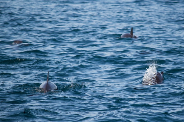 Eine Familie von Delfinen schwimmt im Schwarzen Meer