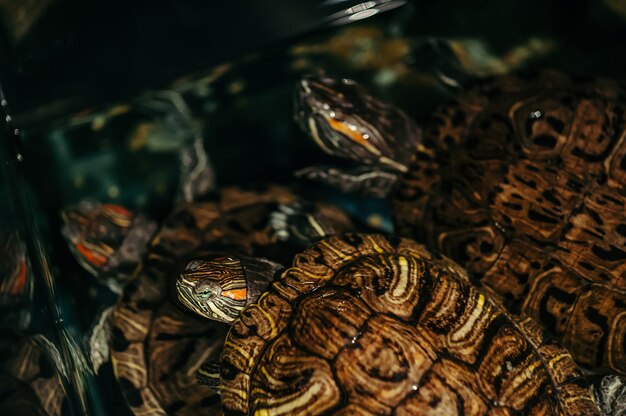 Eine Familie von Schildkröten schwimmt in einem Aquarium. Trachemys scripta