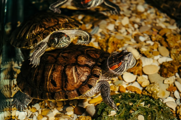 Eine Familie von Schildkröten schwimmt in einem Aquarium. Trachemys scripta