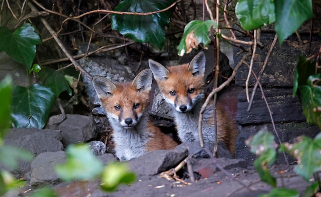 Eine Familie von Stadtfuchsjungen machte sich auf den Weg, um den Garten zu erkunden