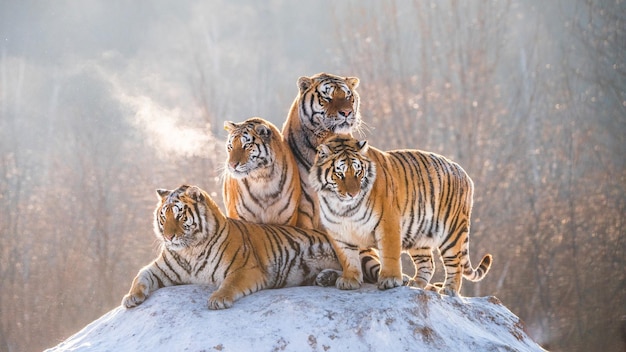 eine Familie von Tigern ist auf einem Hügel im Schnee