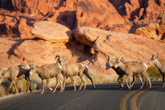 Eine Familie weiblicher Wüsten-Dickhornschafe, die die Straße im Valley of Fire State Park überqueren