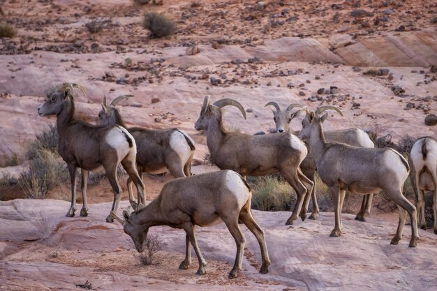 Eine Familie weiblicher Wüstendickhornschafe im Valley of Fire State Park