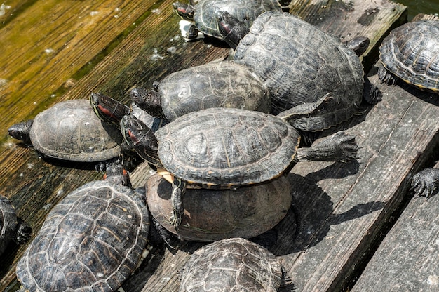 Eine Familie wilder Schildkröten ruht in der Nähe des Wassers