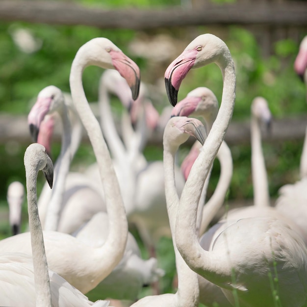 Eine Familie wunderschöner rosa Flamingos steht im Park